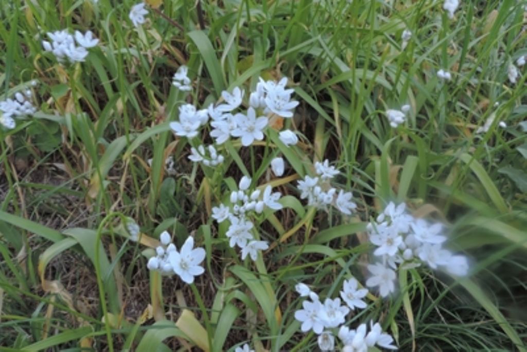 Allium cfr. neapolitanum